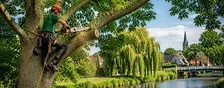 Boomverzorging Alphen aan den Rijn