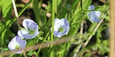 Drovers' Rest - Bush Regeneration