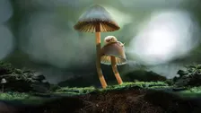 Wild about Film: Fantastic Fungi