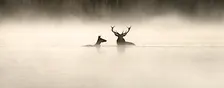 Wild about Film: Whispers in the Woods
