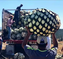 Weekly Tasting: Tequila with Terroir