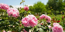 Rose Gardens Guided Tours at Old Parliament House (seasonal)