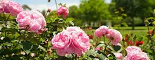 Rose Gardens Guided Tours at Old Parliament House (seasonal)