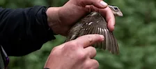 Insights From Five Years of Bird Banding