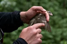 Insights From Five Years of Bird Banding