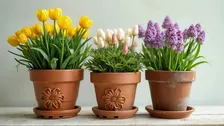 Planting Spring Bulbs in Containers