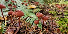 Mushroom Mania:  A Fungal Foray for Families