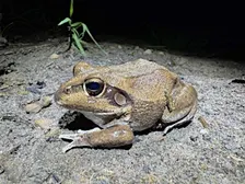 Field Trip | Let's Go Frogging!
