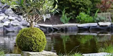 Botanica: "Impara l'arte giapponese del Kokedama" presenta Lapo Morgantini