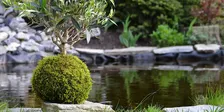 Botanica: "Impara l'arte giapponese del Kokedama" presenta Lapo Morgantini