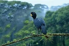 Lezing: met Inezia Tours naar Costa Rica