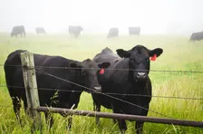 Annual Regional  BEEF Marketing Meeting