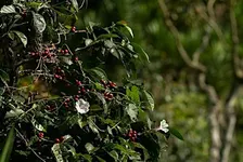 Coffee Ecology with Janna