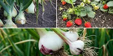 Space Coast Harvest: Strawberries, Onions, + Garlic!