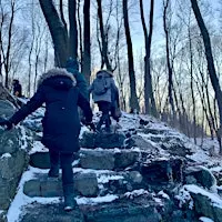 Winter Forest Bathing with Moire