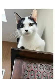 Meet and Greet Adoption Event