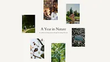 A year in Nature Through Art Therapy (November)