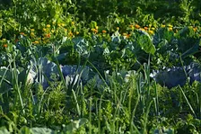 Homesteading 101