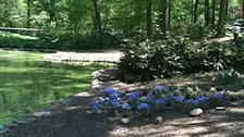 A Gentle Walk in Nature: Forest Bathing at Tregaron Conservancy
