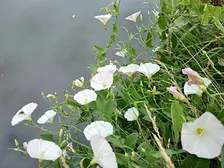 Talk and guided walk on urban plants and folklore