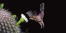 The Amazing World of Bats Lecture
