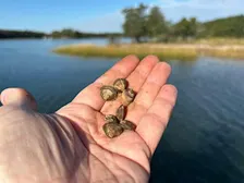 Stewardship Session: Hard Clam Overwintering, Sag Harbor