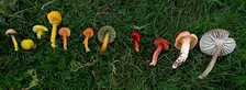 Introduction to Citizen Science: Waxcap Fungi