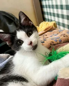 Meet and Greet and Adoption Event