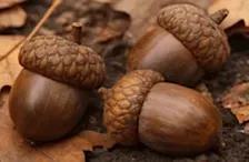 Acorns and Elm Leaves Ink & Watercolor Drawing | Cheryl Bielli, instructor