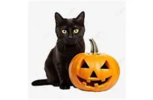 Black Cat and Jack-o'-Lantern Painting | Cheryl Bielli, instructor