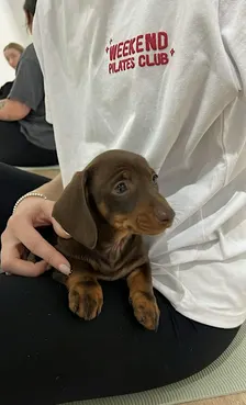 Geelong Dachshund Puppy Yoga Class