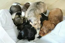 Ballarat Dachshund Puppy Yoga Class