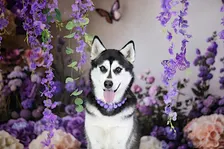 Purple Paws
