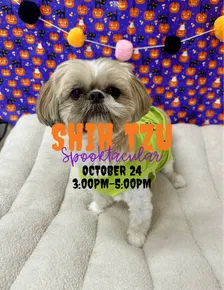 Spooktacular Shih-Tzu Meetup!