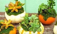 Succulent Pumpkin Garden Workshop