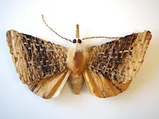 Learn about native moths from an expert!