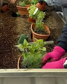 Herb Cultivation and Management Workshop
