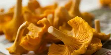 Mushroom Foraging 101