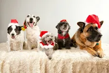 HOLIDAY PAWS GETAWAY