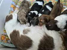 Geelong Dachshund Puppy Yoga Class