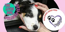 Dog-Friendly Wellness Club with The Liver Dog and Pawsitively Does It