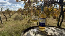 Winery Tour and Tasting at R&S Vineyards / Echo Spirits on the Vine