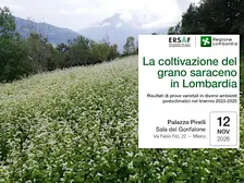 La coltivazione del grano saraceno in Lombardia