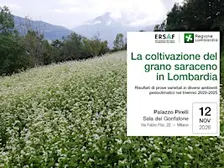 La coltivazione del grano saraceno in Lombardia