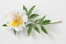 The "Top Brass" Peony Paper Flower Workshop