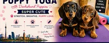 Mini Dachshund Puppy Yoga Vaughan ( Kids 12+ years old & Adults)