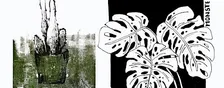 Mi, 12.05. I Pflanzen zeichnen | Erwachsene u. Jugendliche ab 16 J.