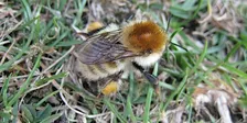 Bumblebee Identification in the South East: intermediate level