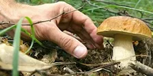 Permesso Raccolta Funghi a Pagamento - Schifanoia - Mugello 2025/2026