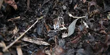 FREE Workshop: Boulevard Gardening Sheet Mulching